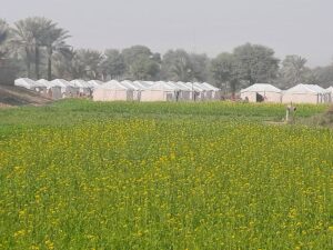 被災地に広がるからし菜畑の奥にテントが見える