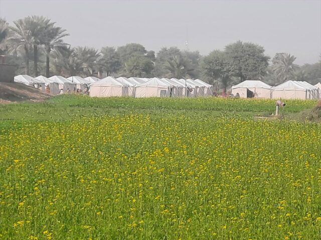 被災地に広がるからし菜畑の奥にテントが見える